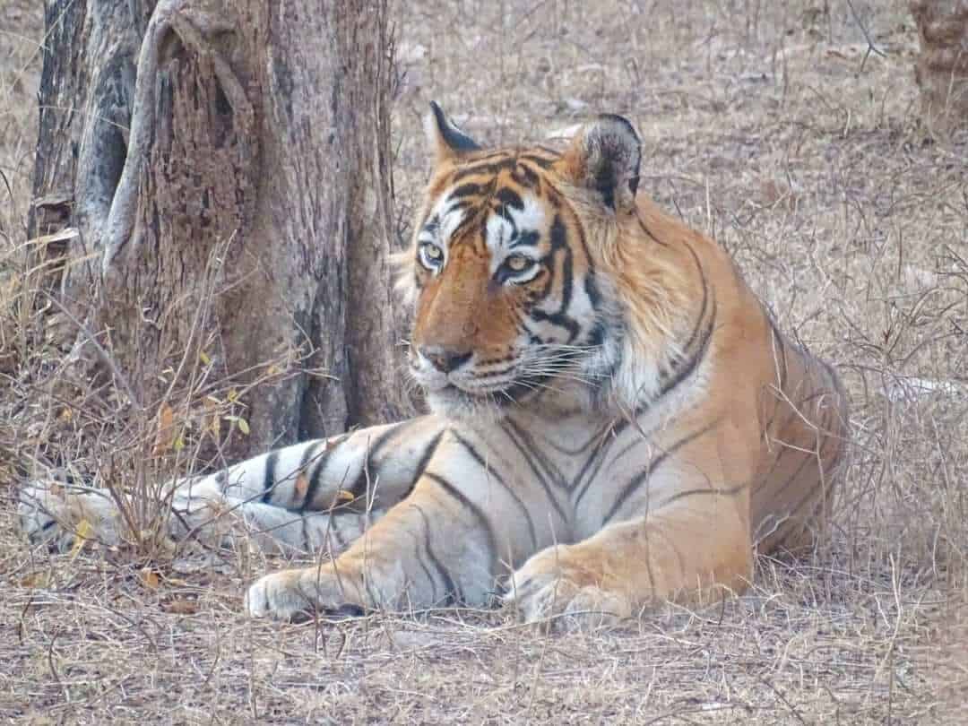 How to See Tigers in Ranthambore National Park Where Goes Rose?