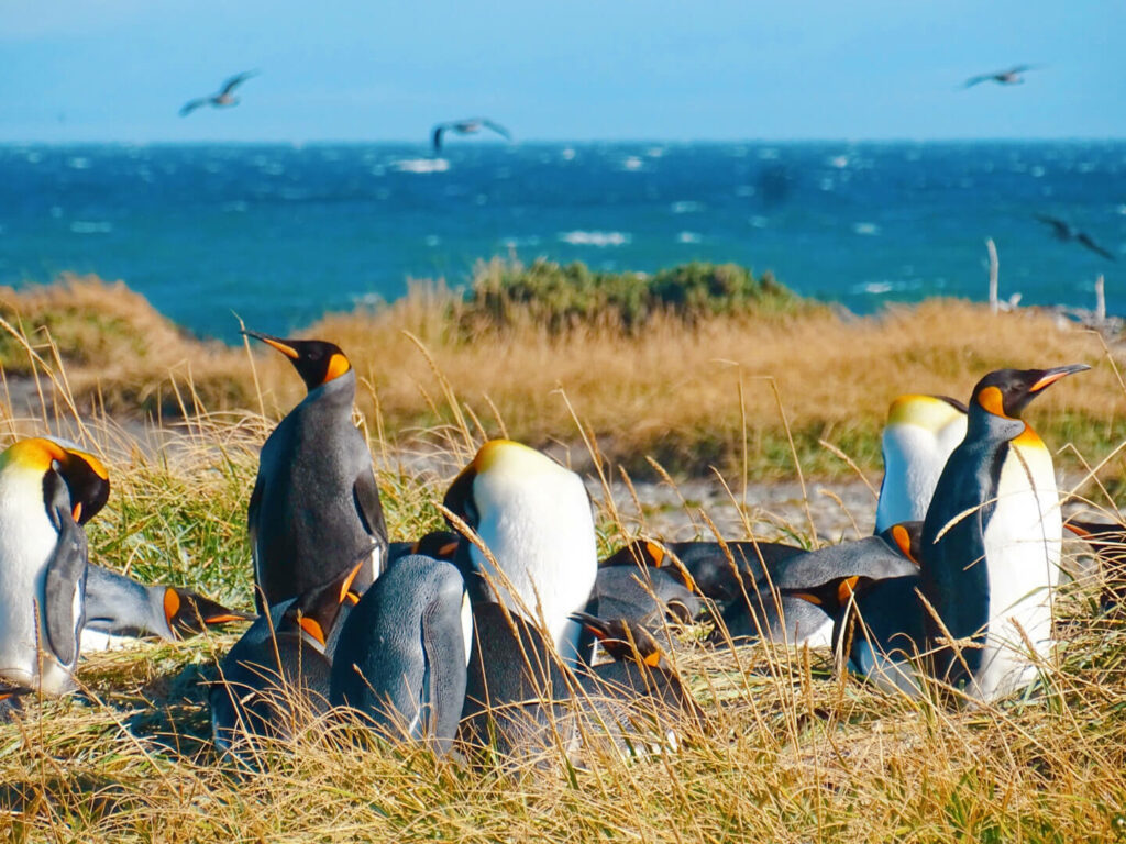 Punta arenas penguin colony 