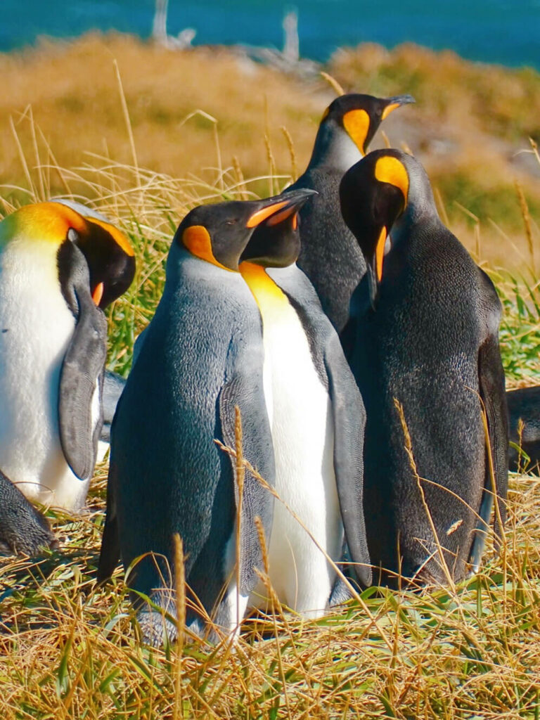 Tierra del Fuego penguins
